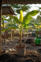 Bananier Rustique Xl – Plante D’Extérieur