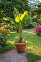 Bananier Rustique Xl – Plante D’Extérieur