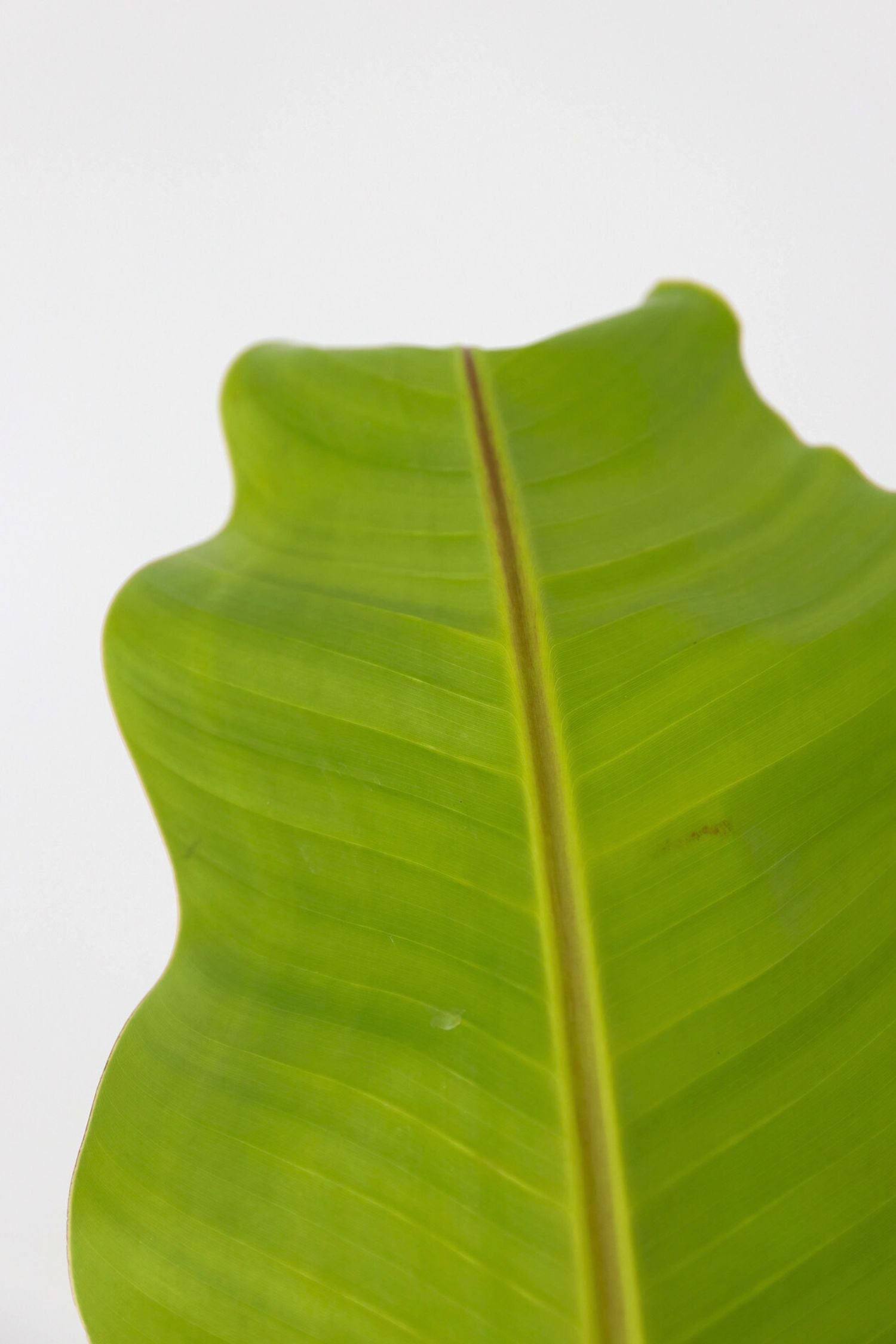 Bananier Rustique Xl – Plante D’Extérieur
