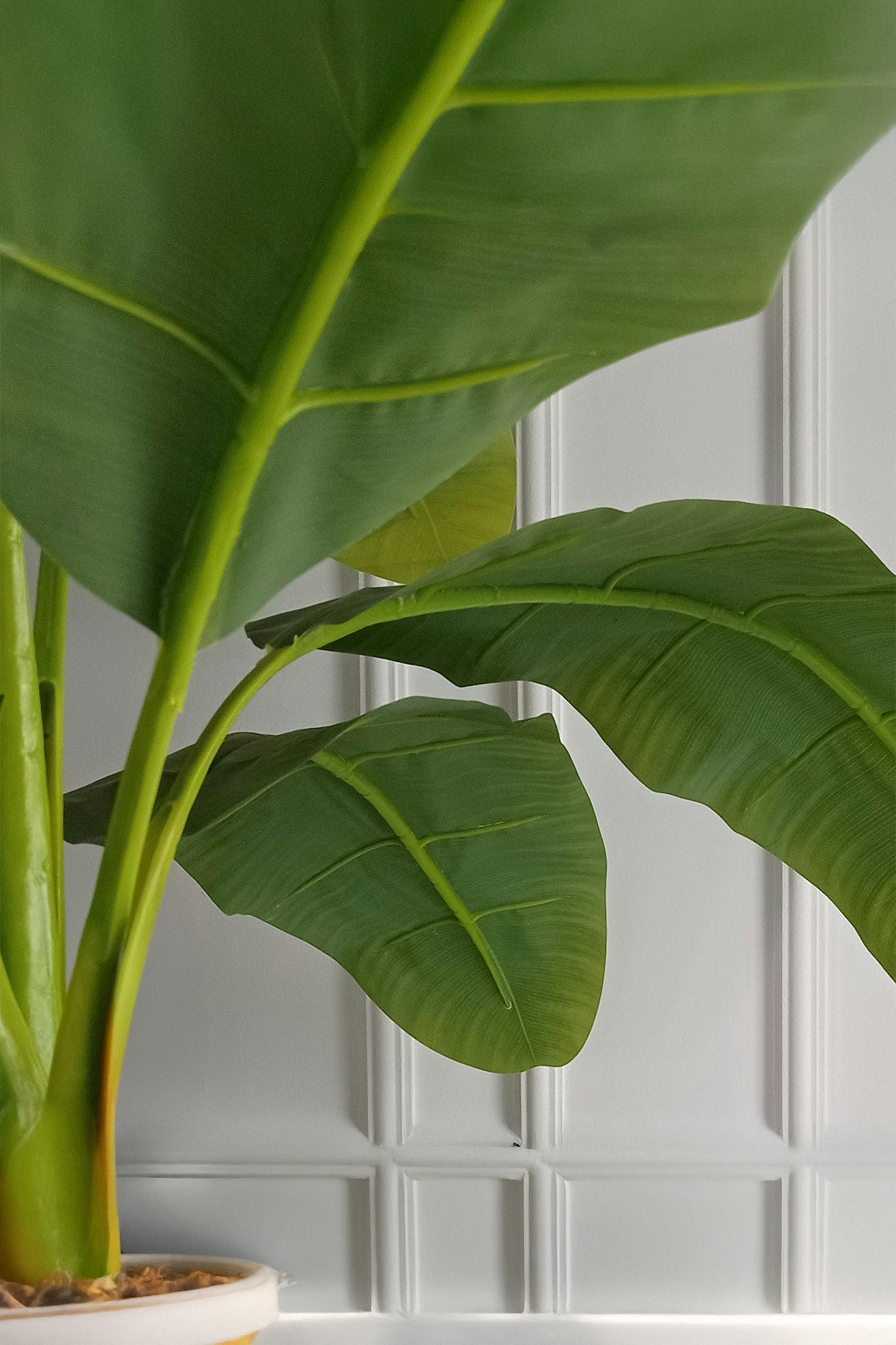 Bananier Rustique Xl – Plante D’Extérieur