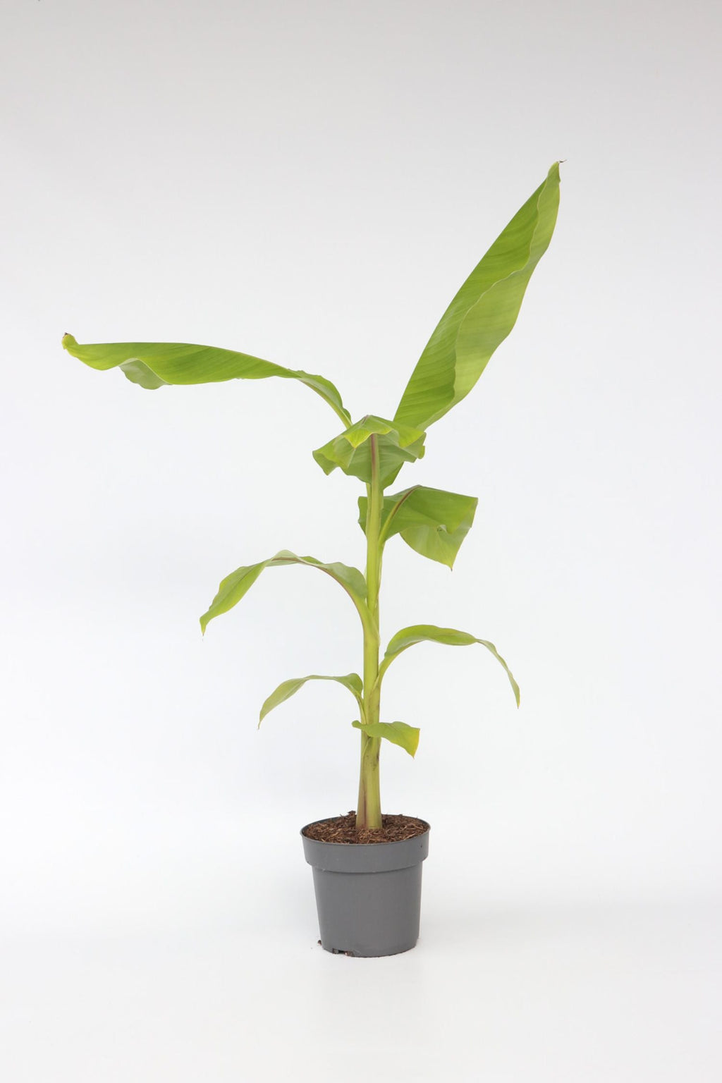 Bananier Rustique Xl – Plante D’Extérieur