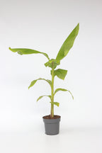 Bananier Rustique Xl – Plante D’Extérieur