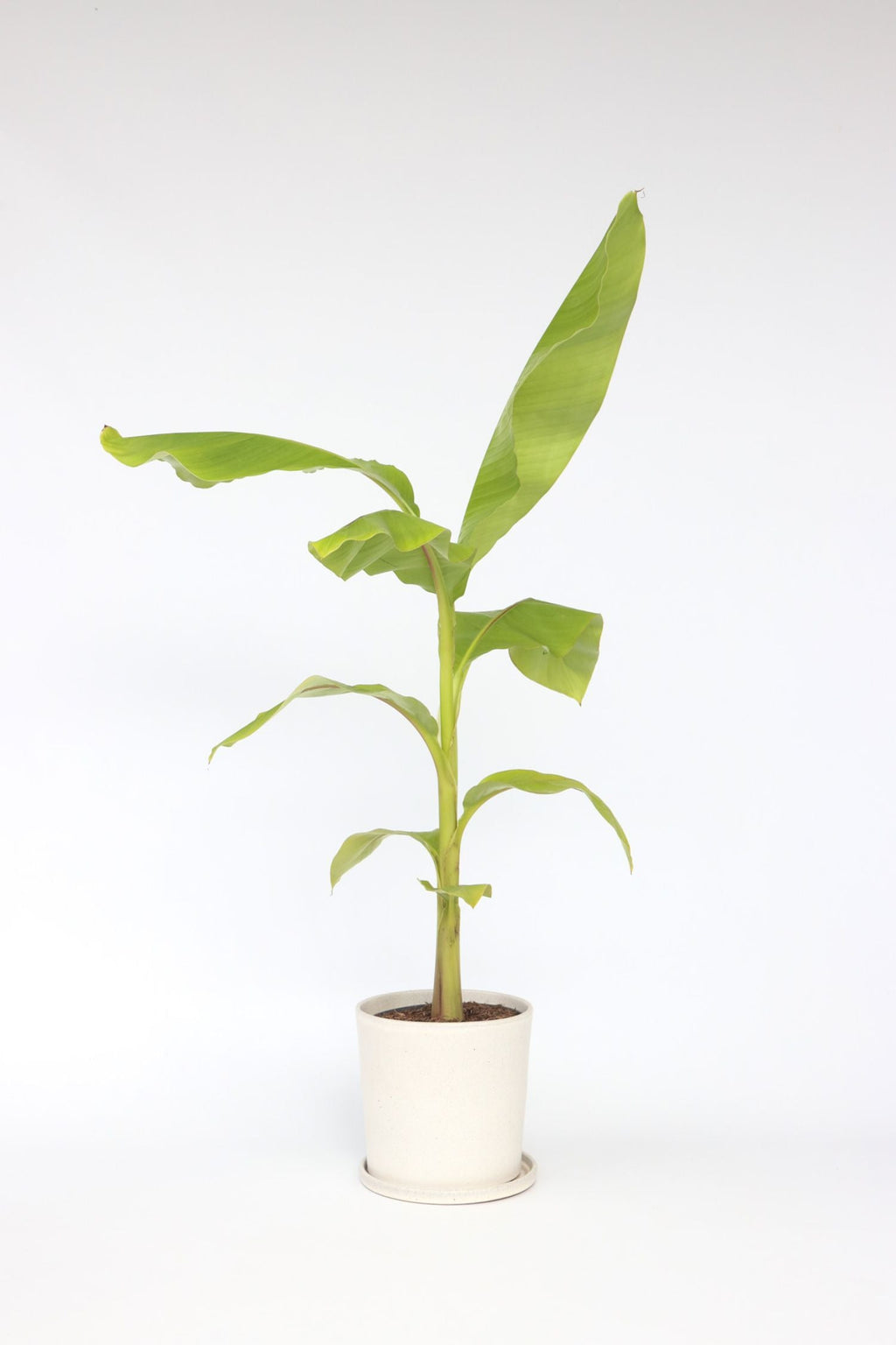 Bananier Rustique Xl – Plante D’Extérieur