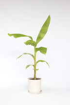 Bananier Rustique Xl – Plante D’Extérieur