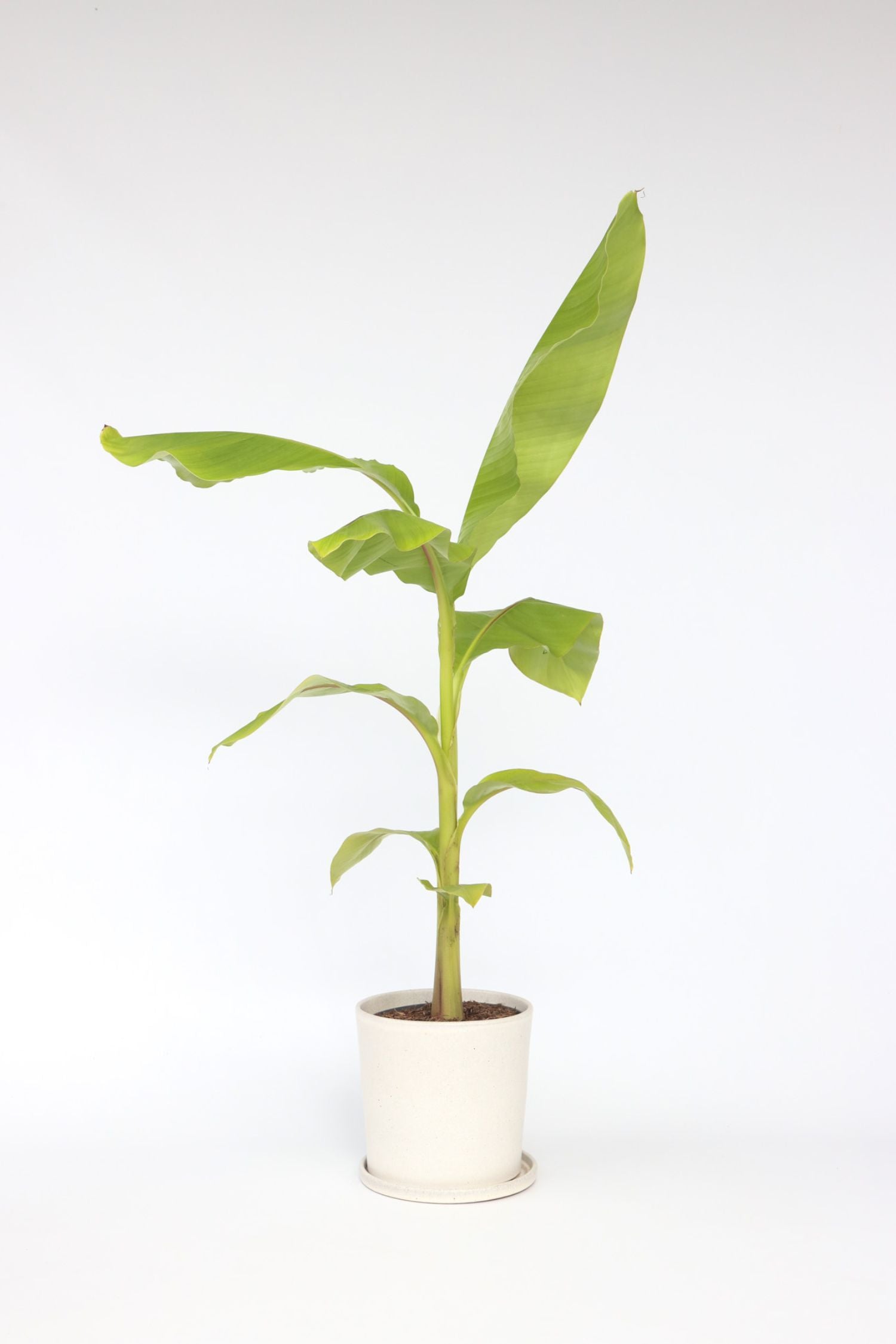 Bananier Rustique Xl – Plante D’Extérieur