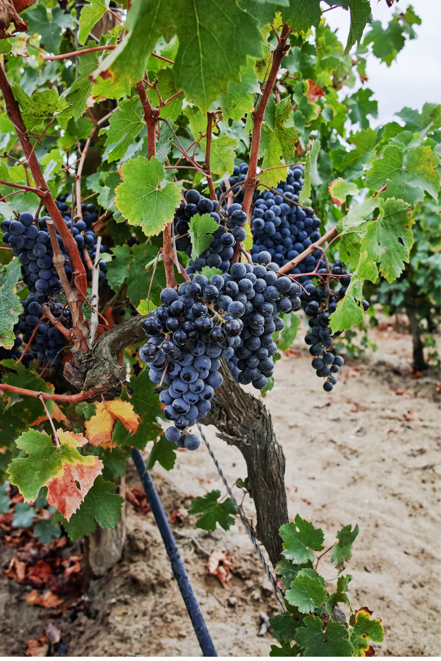 Lot De 3 Vignes Bleues – Plante D’Extérieur