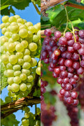 Lot De 2 Plantes Wine Mix – Plante D’Intérieur