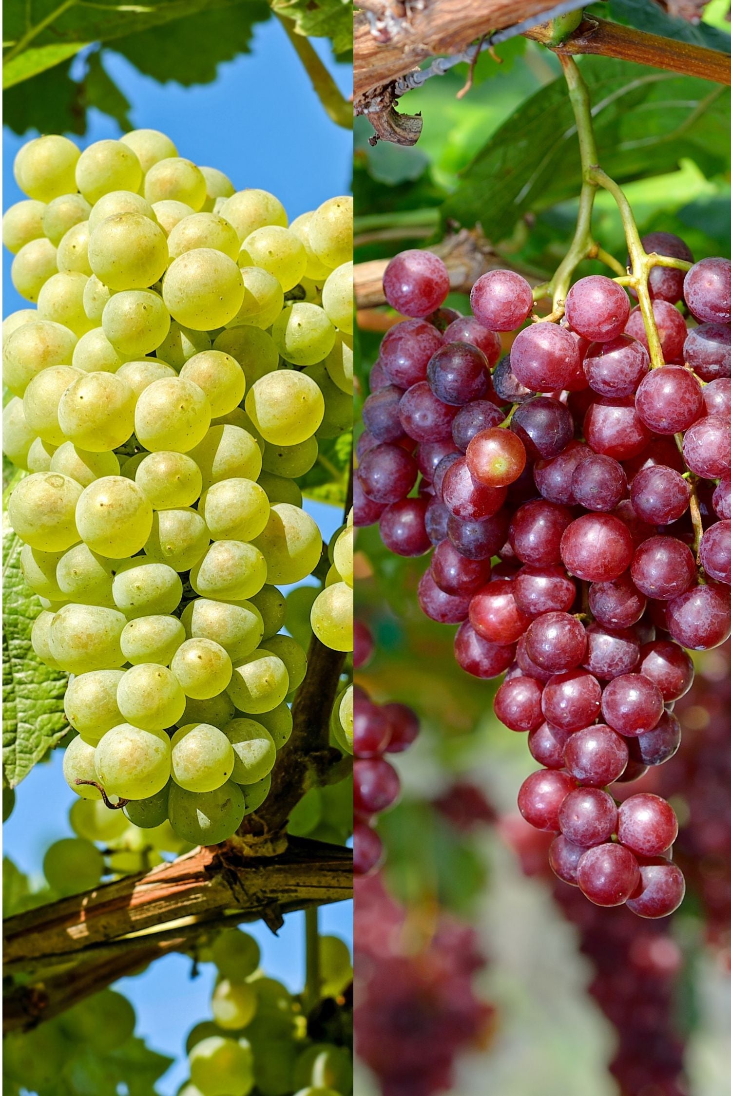 Lot De 2 Plantes Wine Mix – Plante D’Intérieur