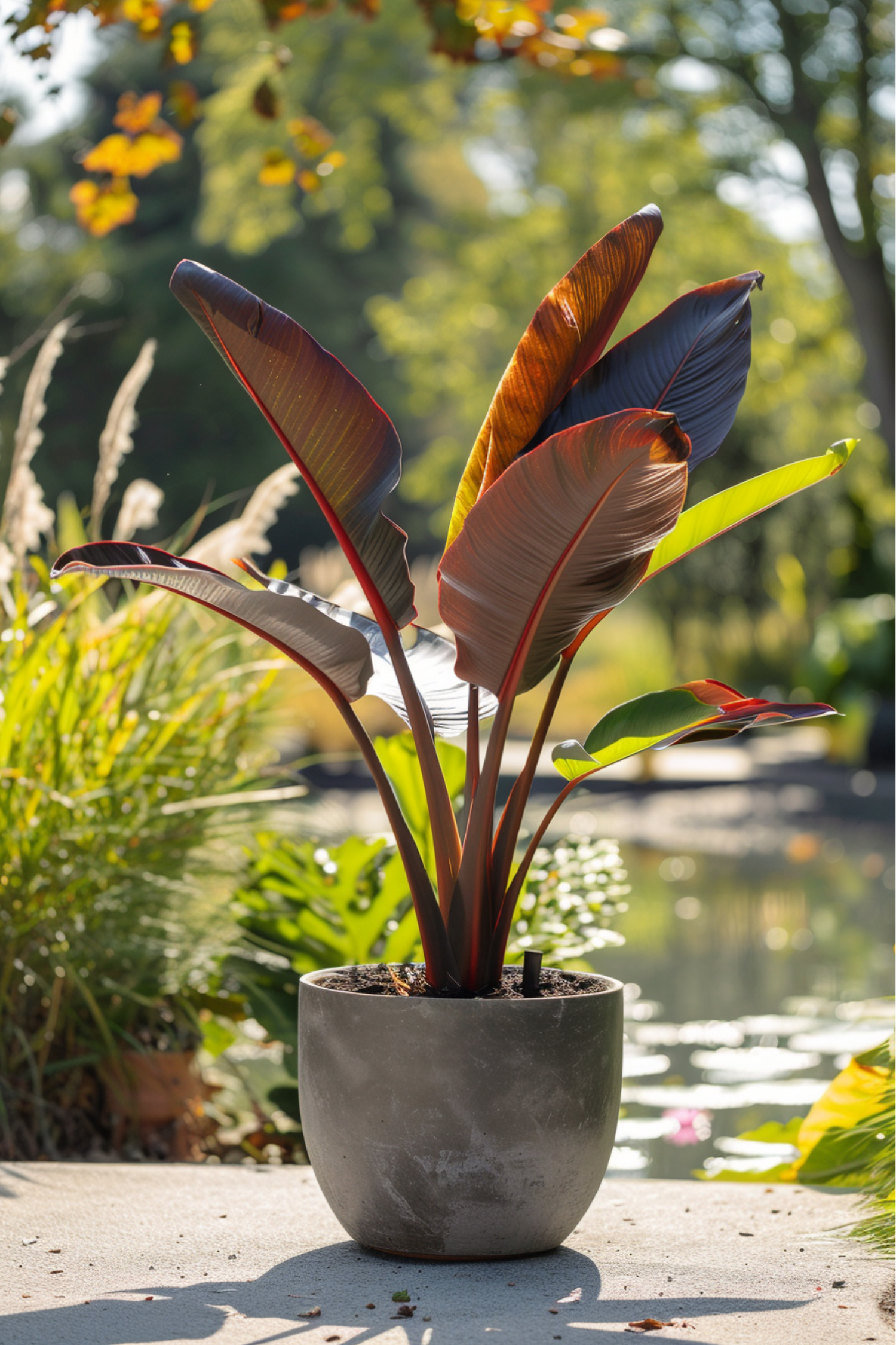 Bananier Rouge ‘Musa Maurelli’ – Plante D’Extérieur