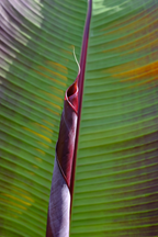 Bananier Rouge ‘Musa Maurelli’ – Plante D’Extérieur