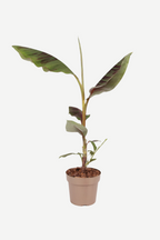 Bananier Rouge ‘Musa Maurelli’ – Plante D’Extérieur