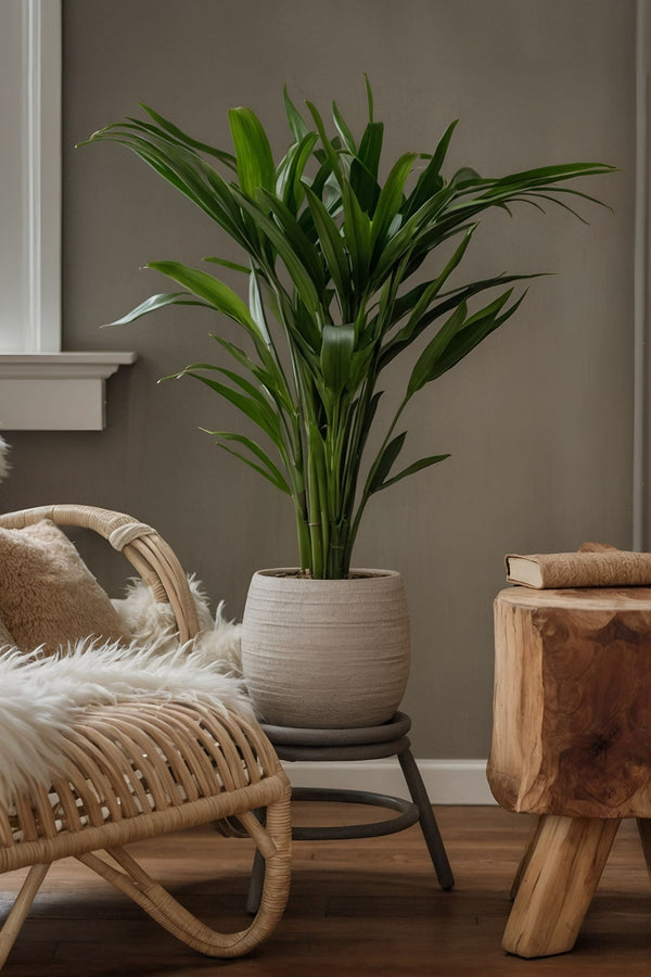 Palmier Kentia – Plante D’Intérieur