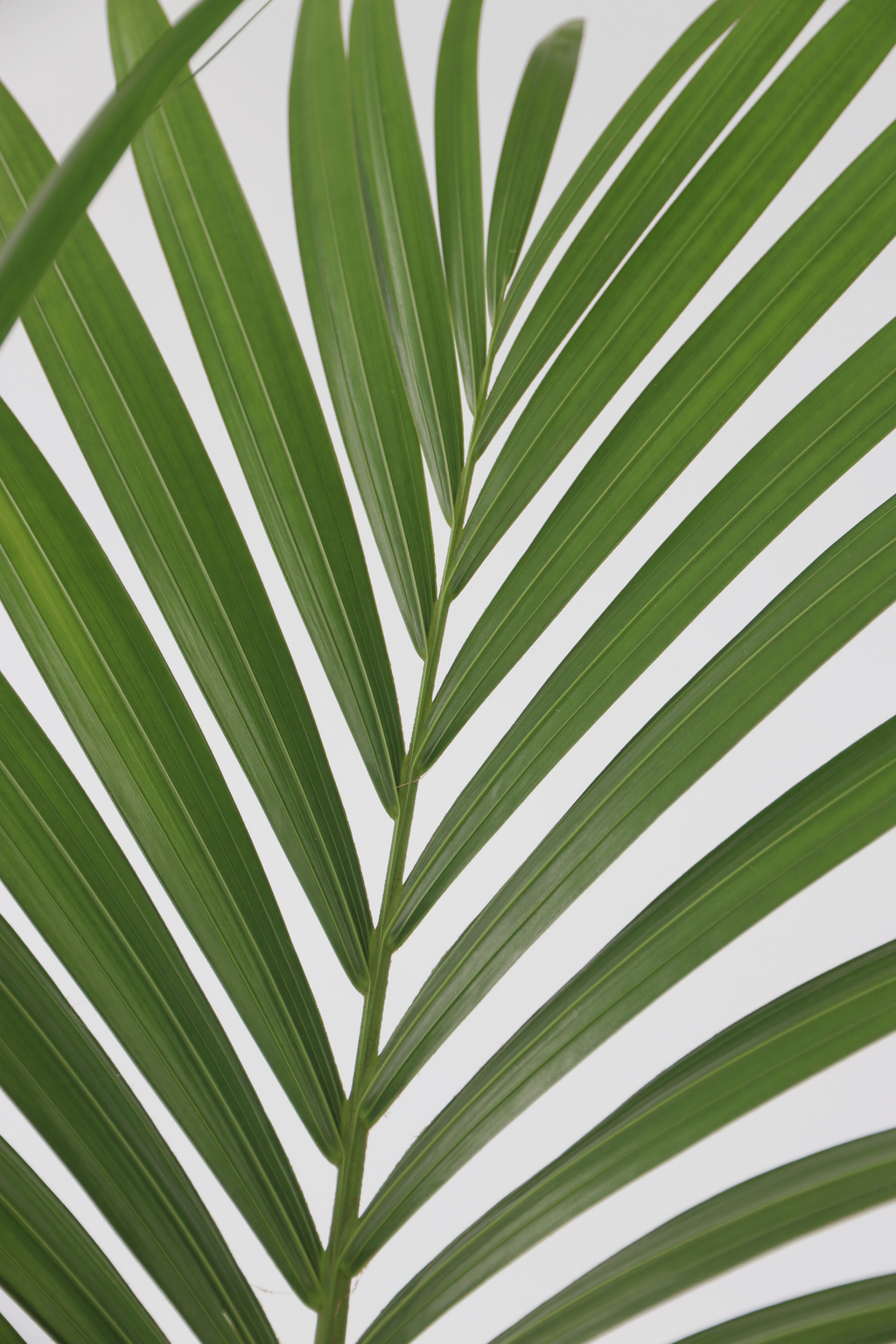 Palmier Kentia – Plante D’Intérieur