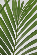 Palmier Kentia – Plante D’Intérieur