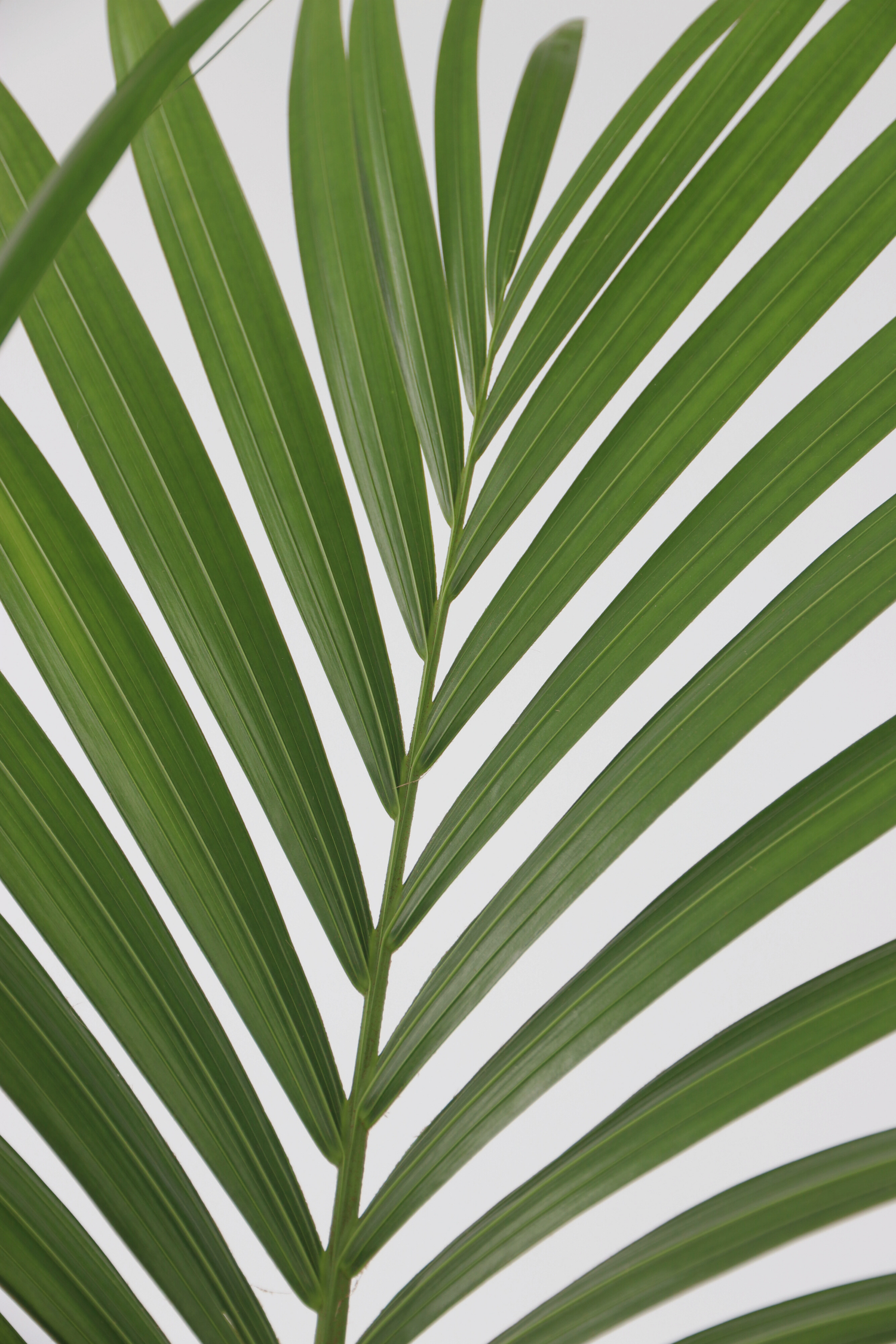 Palmier Kentia – Plante D’Intérieur