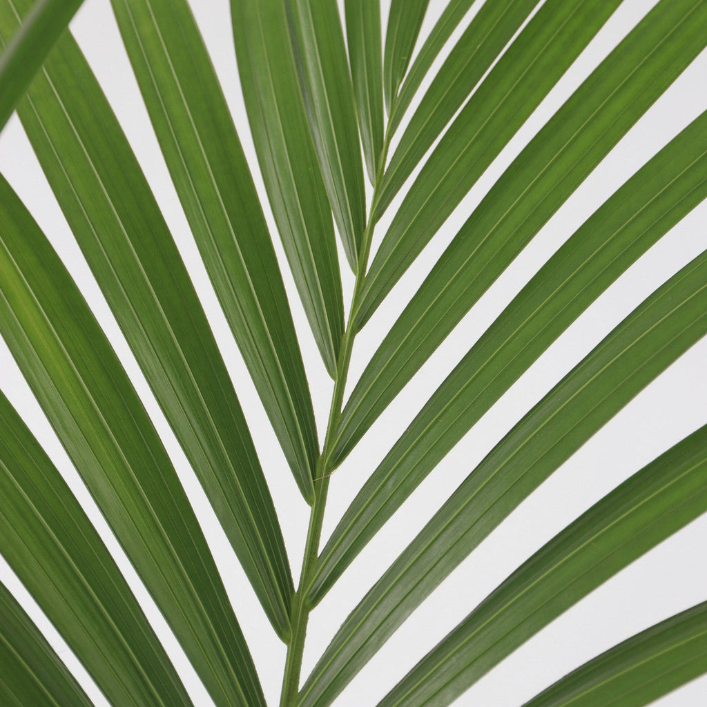 Palmier Kentia – Plante D'Intérieur