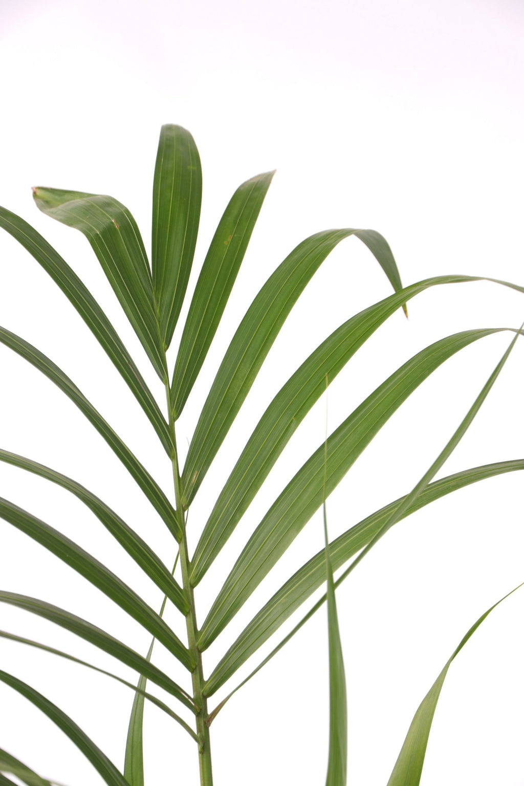Palmier Kentia – Plante D’Intérieur