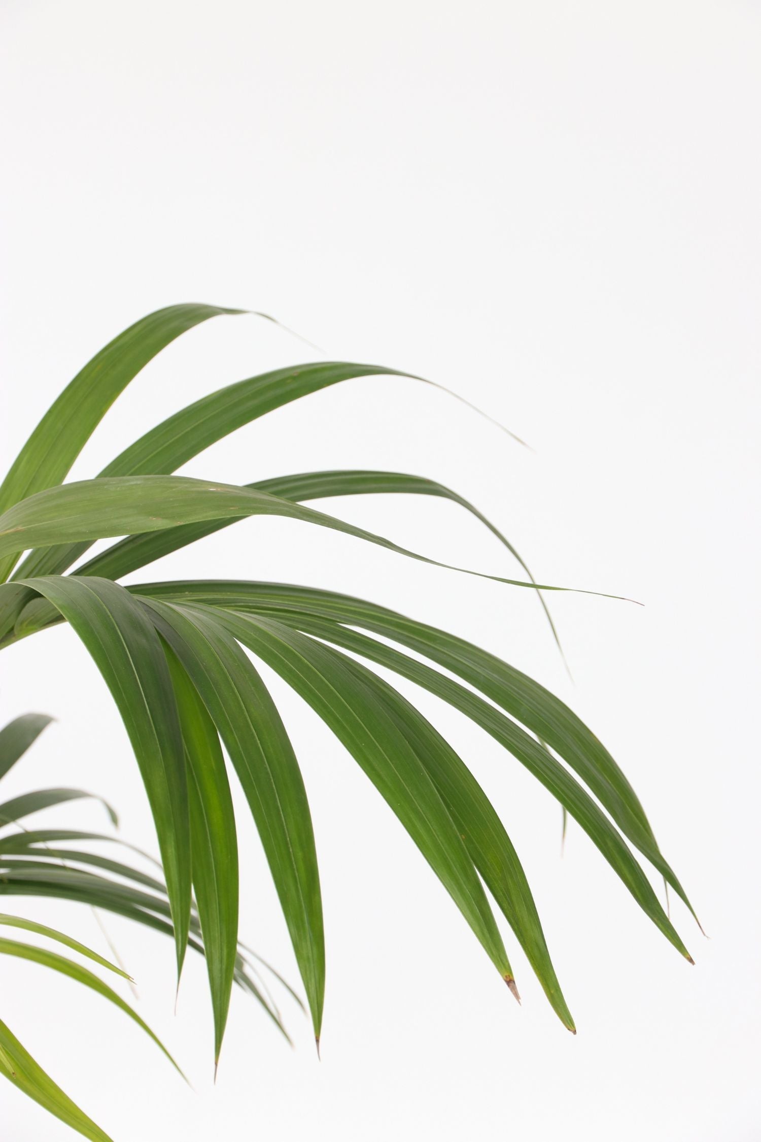 Palmier Kentia – Plante D’Intérieur