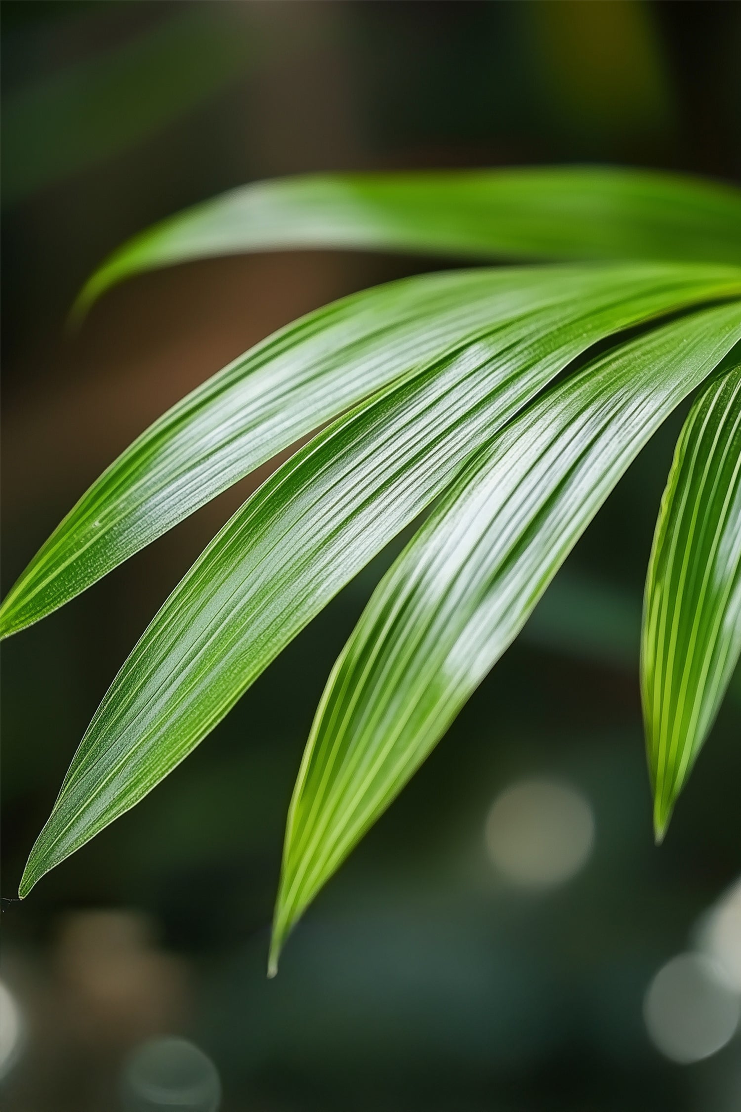 Palmier Kentia – Plante D’Intérieur