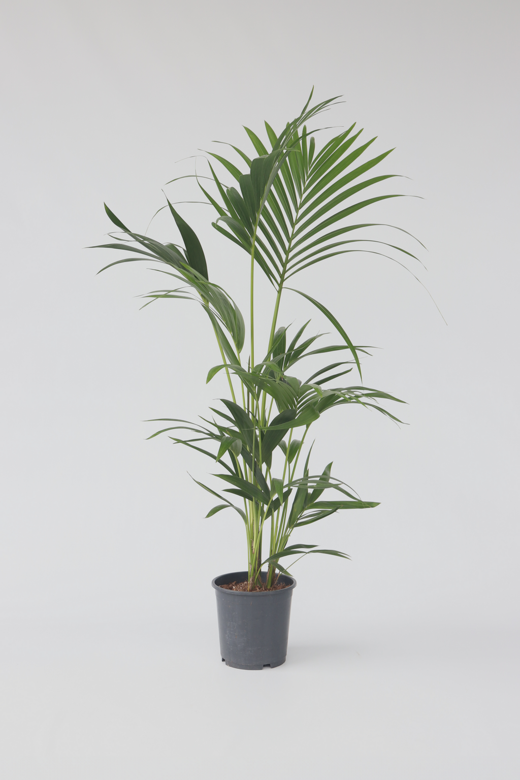 Palmier Kentia – Plante D’Intérieur