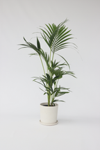 Palmier Kentia – Plante D’Intérieur