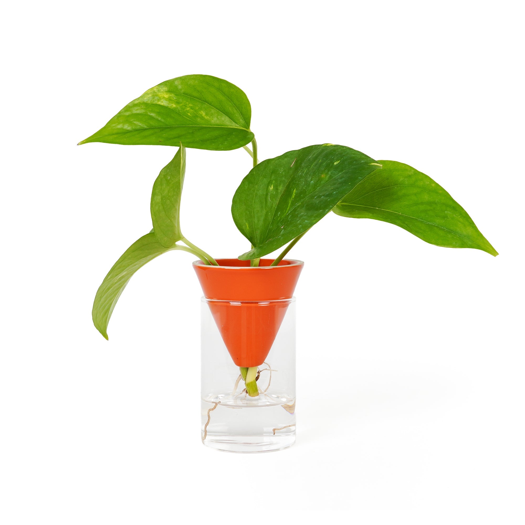 Vase Hydroponique En Forme De Cône D'Orange