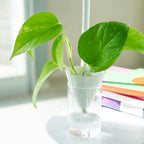 Vase Hydroponique À Cône Blanc