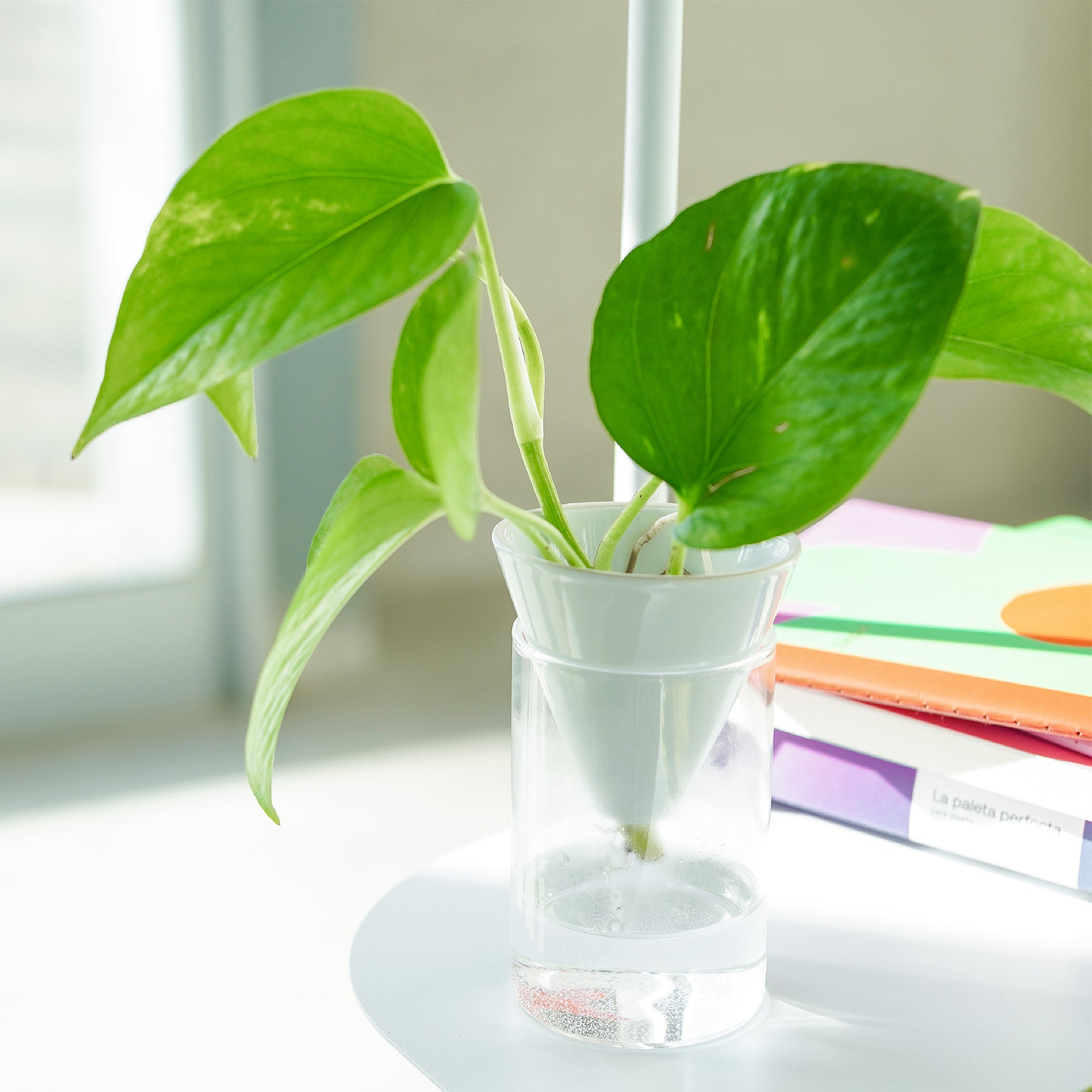 Vase Hydroponique À Cône Blanc
