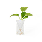 Vase Hydroponique À Cône Blanc