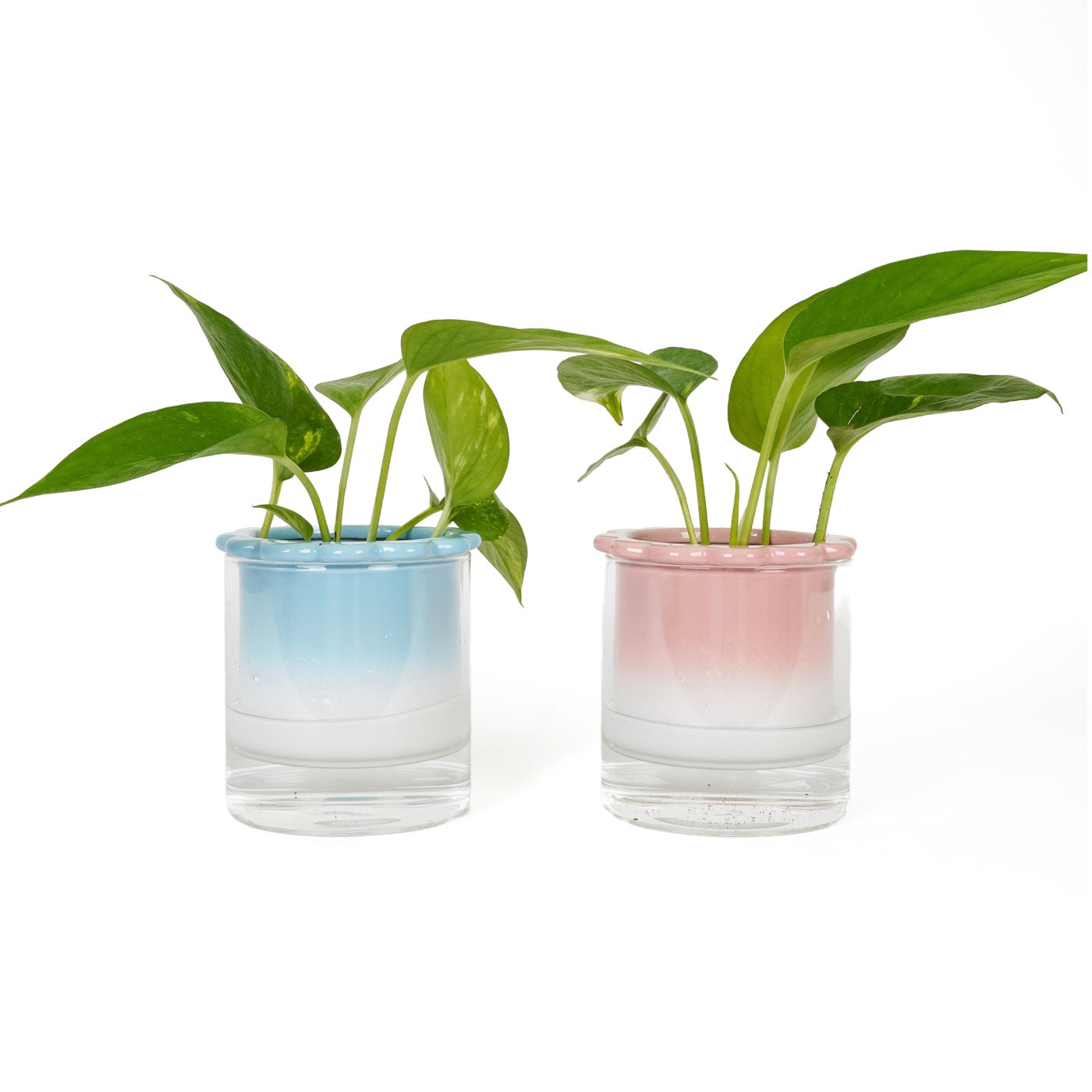 Vase Hydroponique Celestina