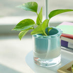 Vase Hydroponique Celestina