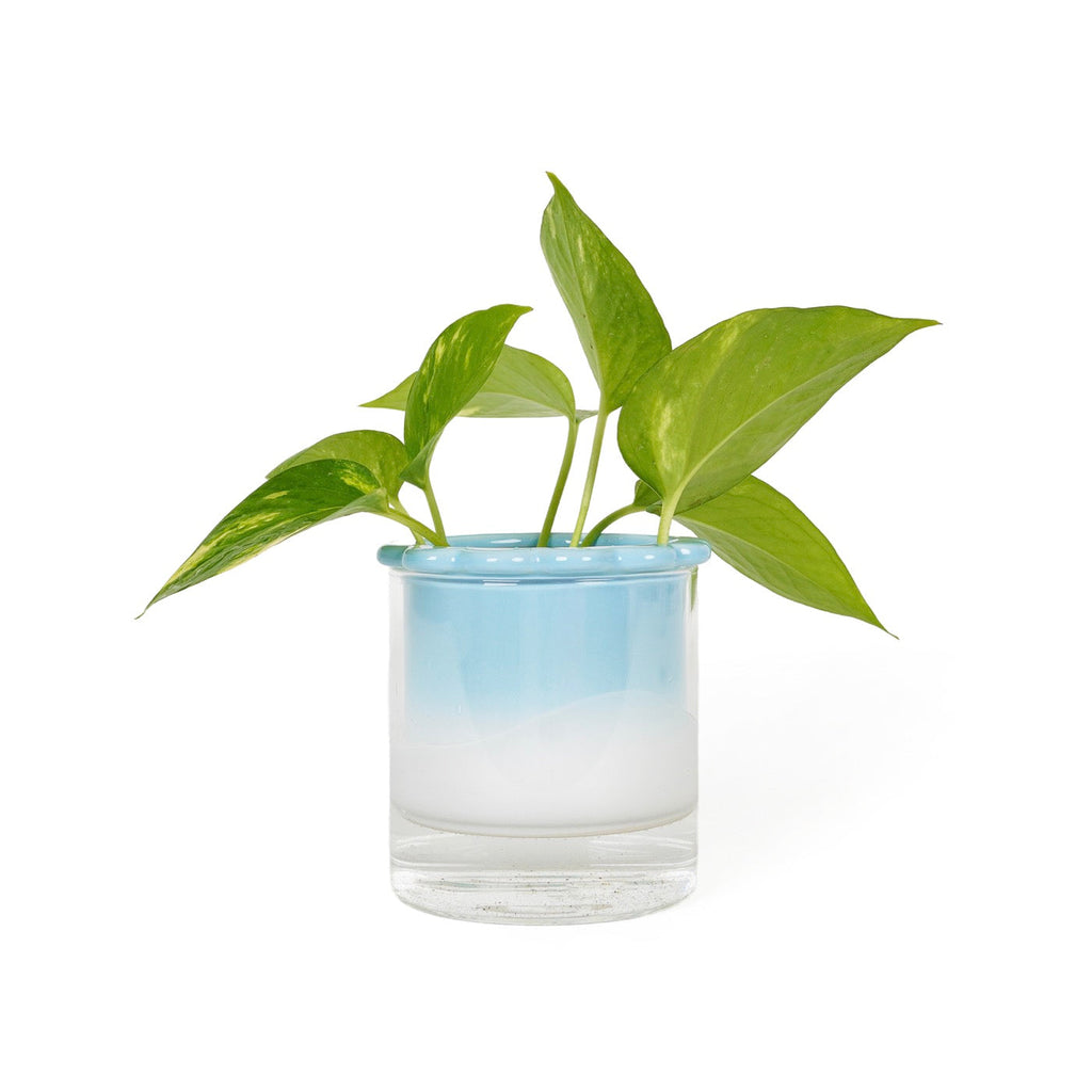 Vase Hydroponique Celestina