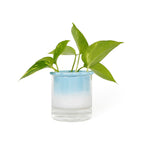 Vase Hydroponique Celestina
