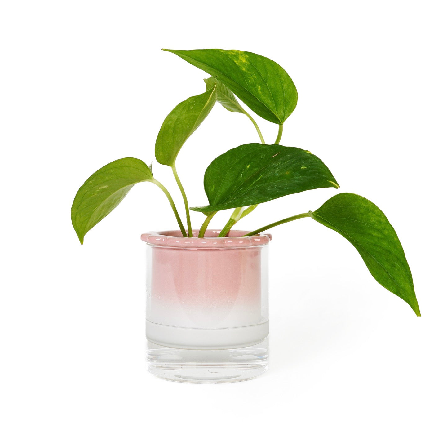 Vase Hydroponique Dalia