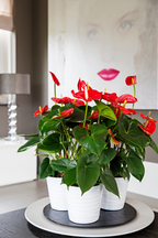 Anthurium ‘Madural Red’ – Plante D’Intérieur