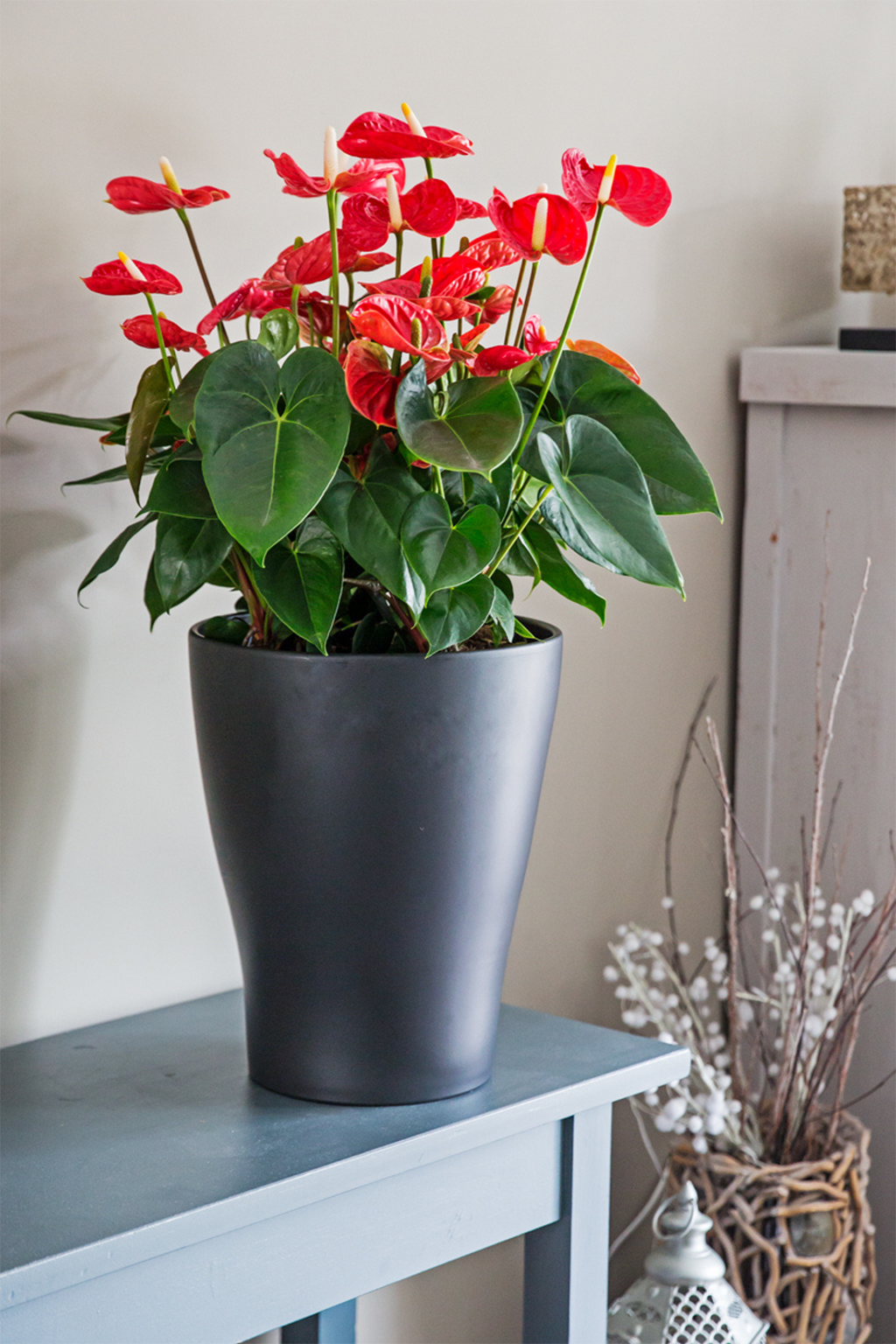 Anthurium ‘Madural Red’ – Plante D’Intérieur