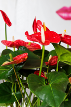 Anthurium ‘Madural Red’ – Plante D’Intérieur