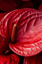 Anthurium ‘Madural Red’ – Plante D’Intérieur