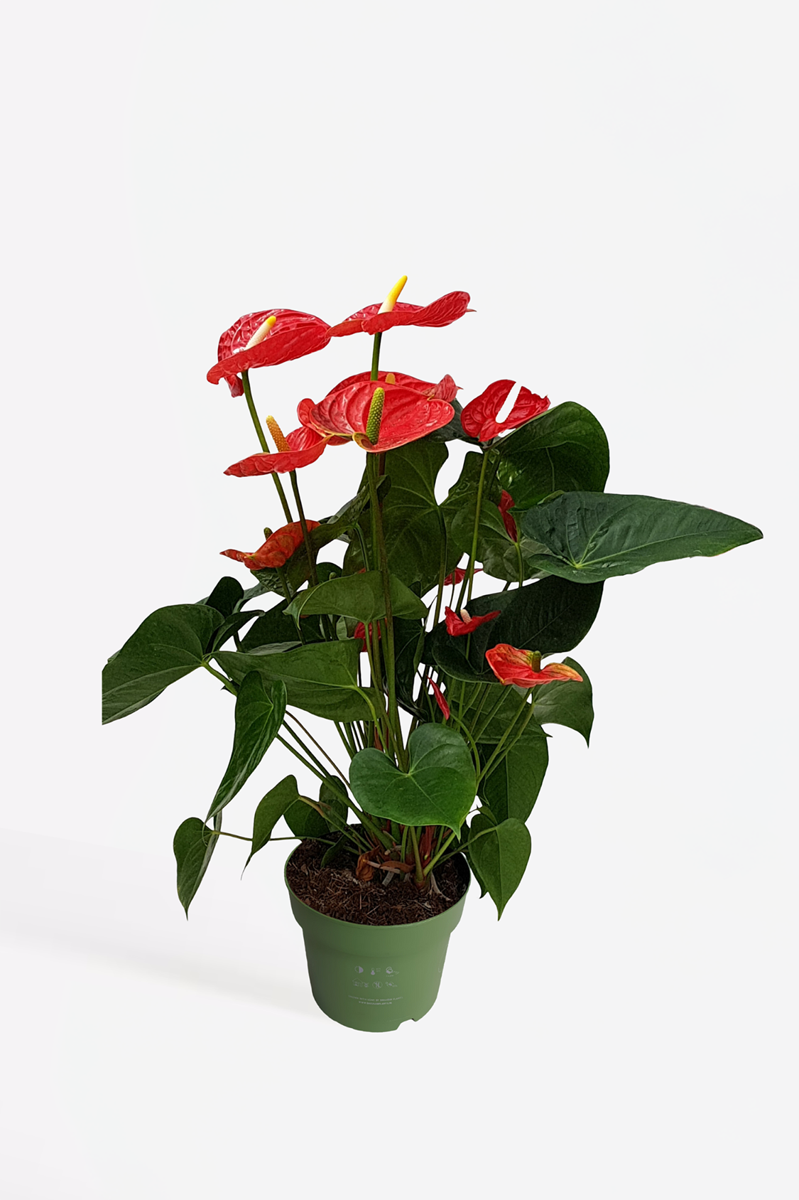 Anthurium ‘Madural Red’ – Plante D’Intérieur