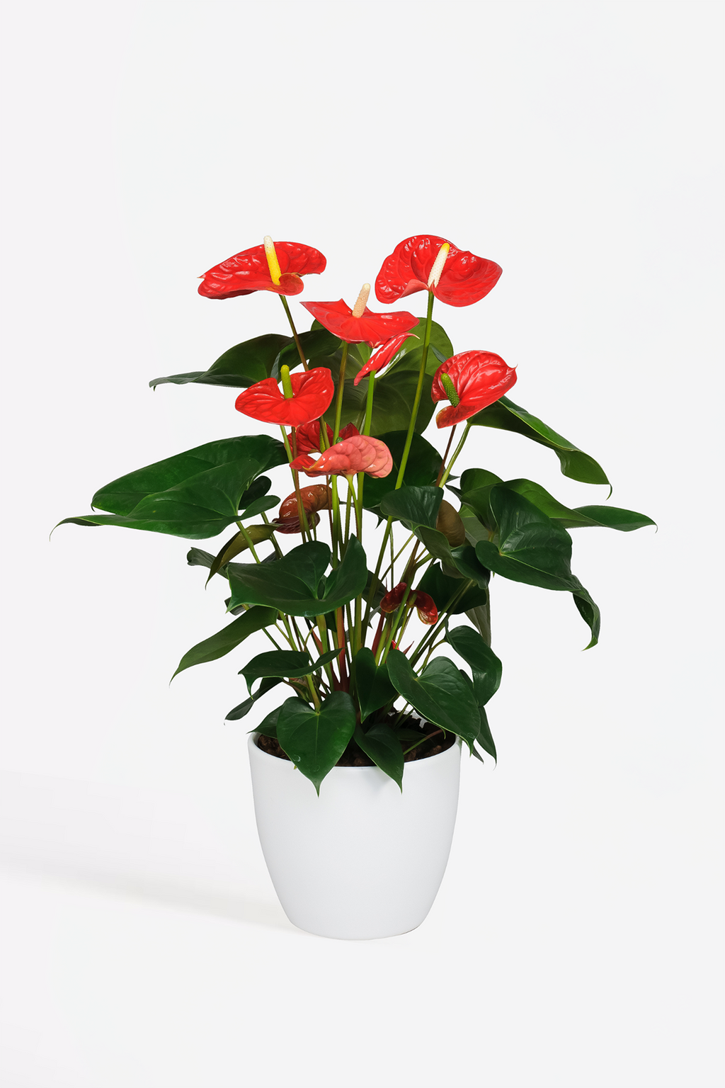 Anthurium ‘Madural Red’ – Plante D’Intérieur