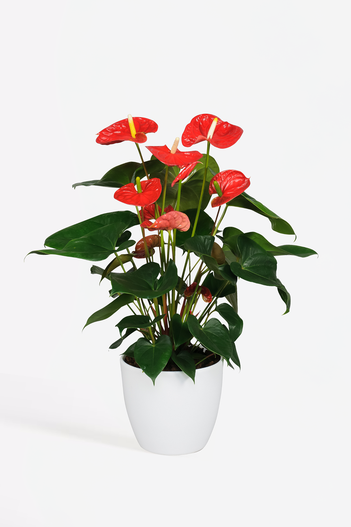 Anthurium ‘Madural Red’ – Plante D’Intérieur