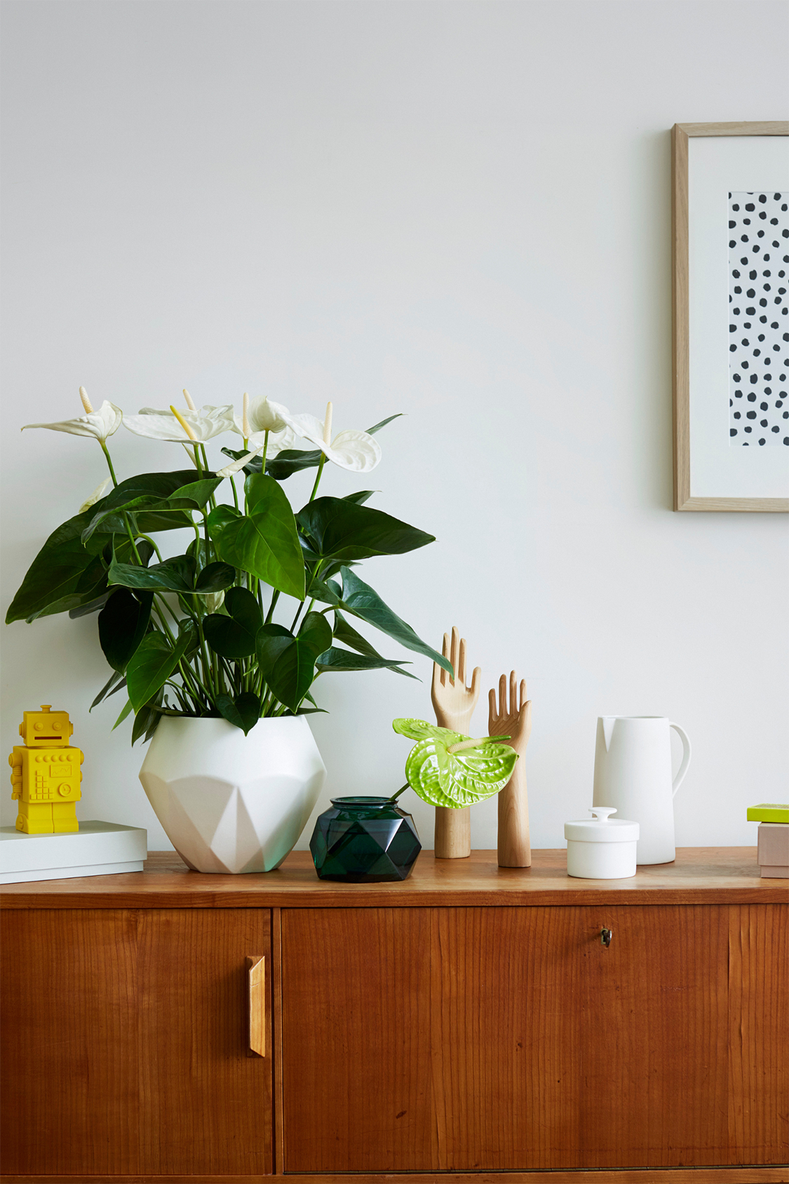 Anthurium ‘Alaska White’ – Plante D’Intérieur