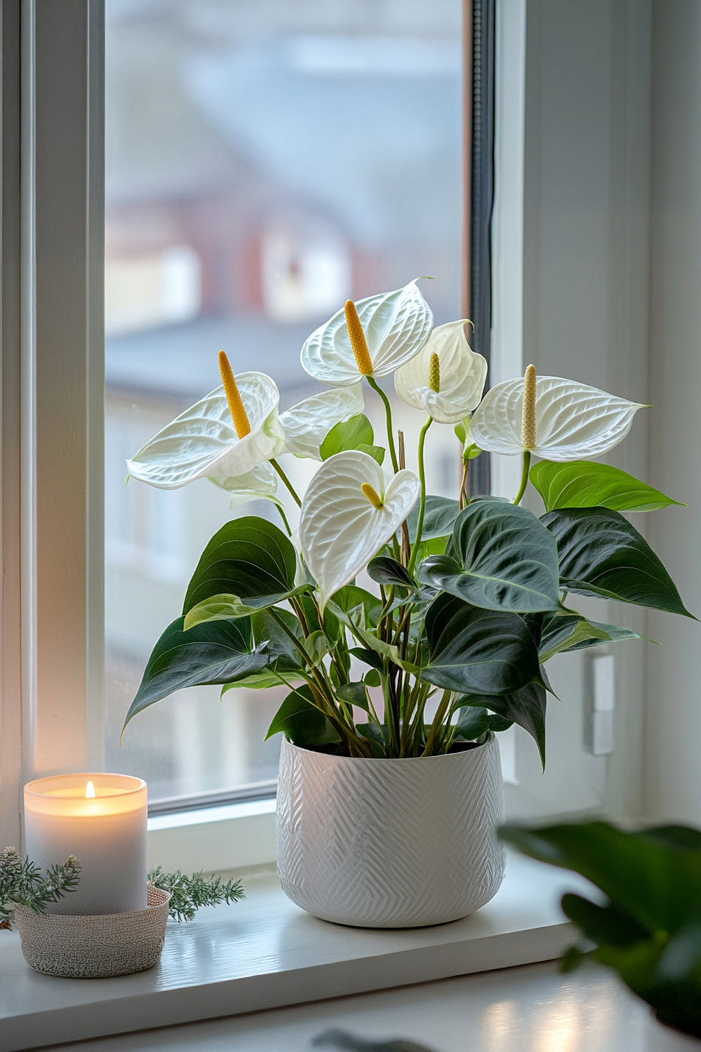 Anthurium ‘Alaska White’ – Plante D’Intérieur