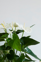 Anthurium ‘Alaska White’ – Plante D’Intérieur