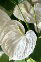 Anthurium ‘Alaska White’ – Plante D’Intérieur