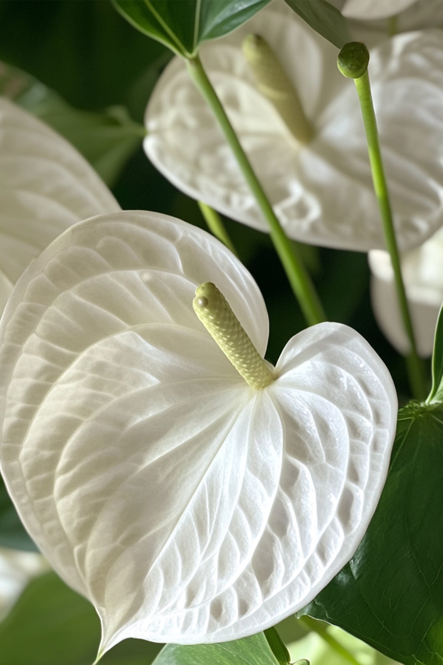 Anthurium ‘Alaska White’ – Plante D’Intérieur