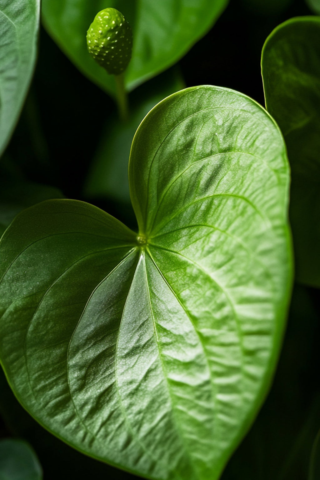Anthurium ‘Alaska White’ – Plante D’Intérieur