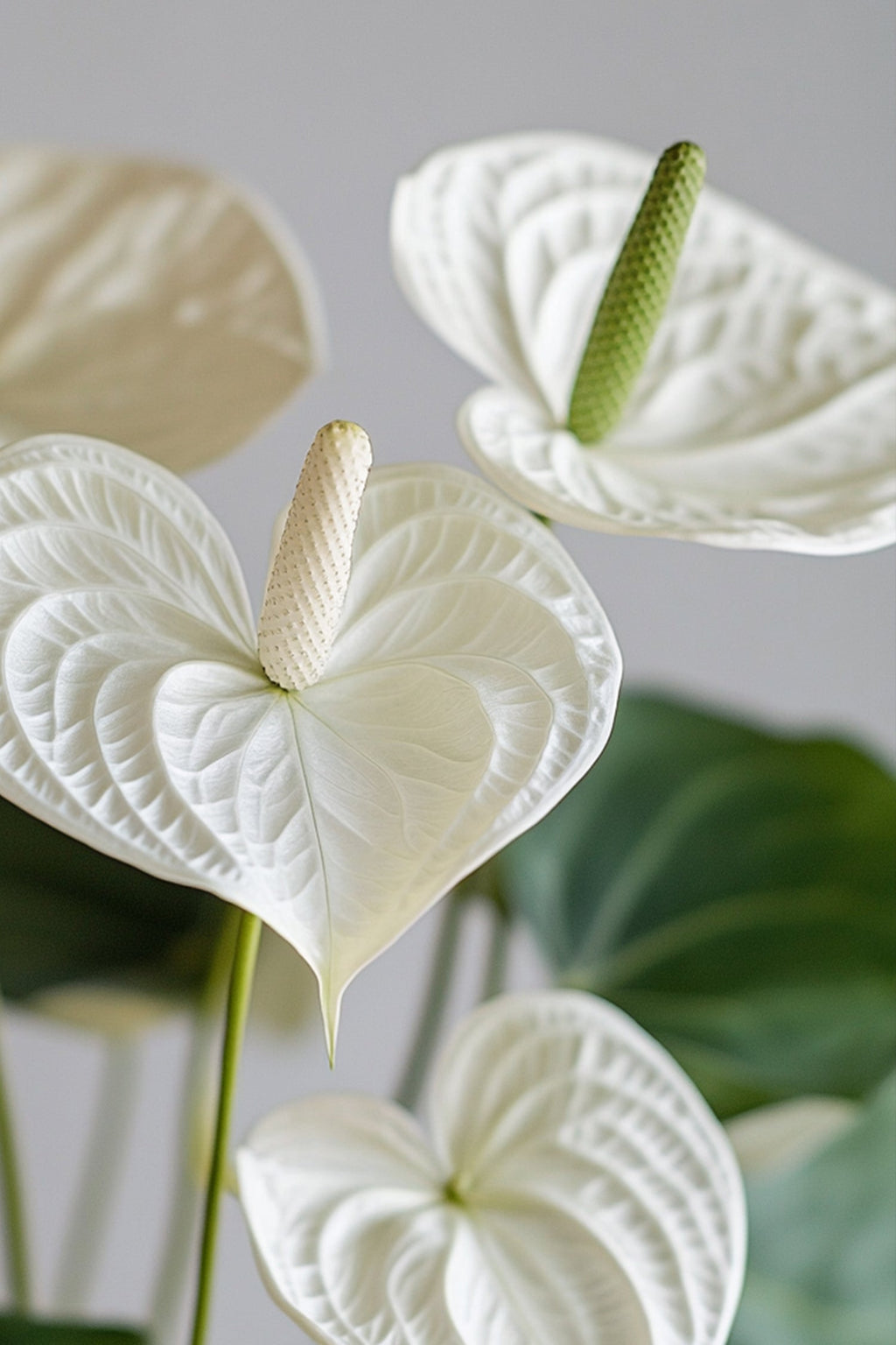 Anthurium ‘Alaska White’ – Plante D’Intérieur