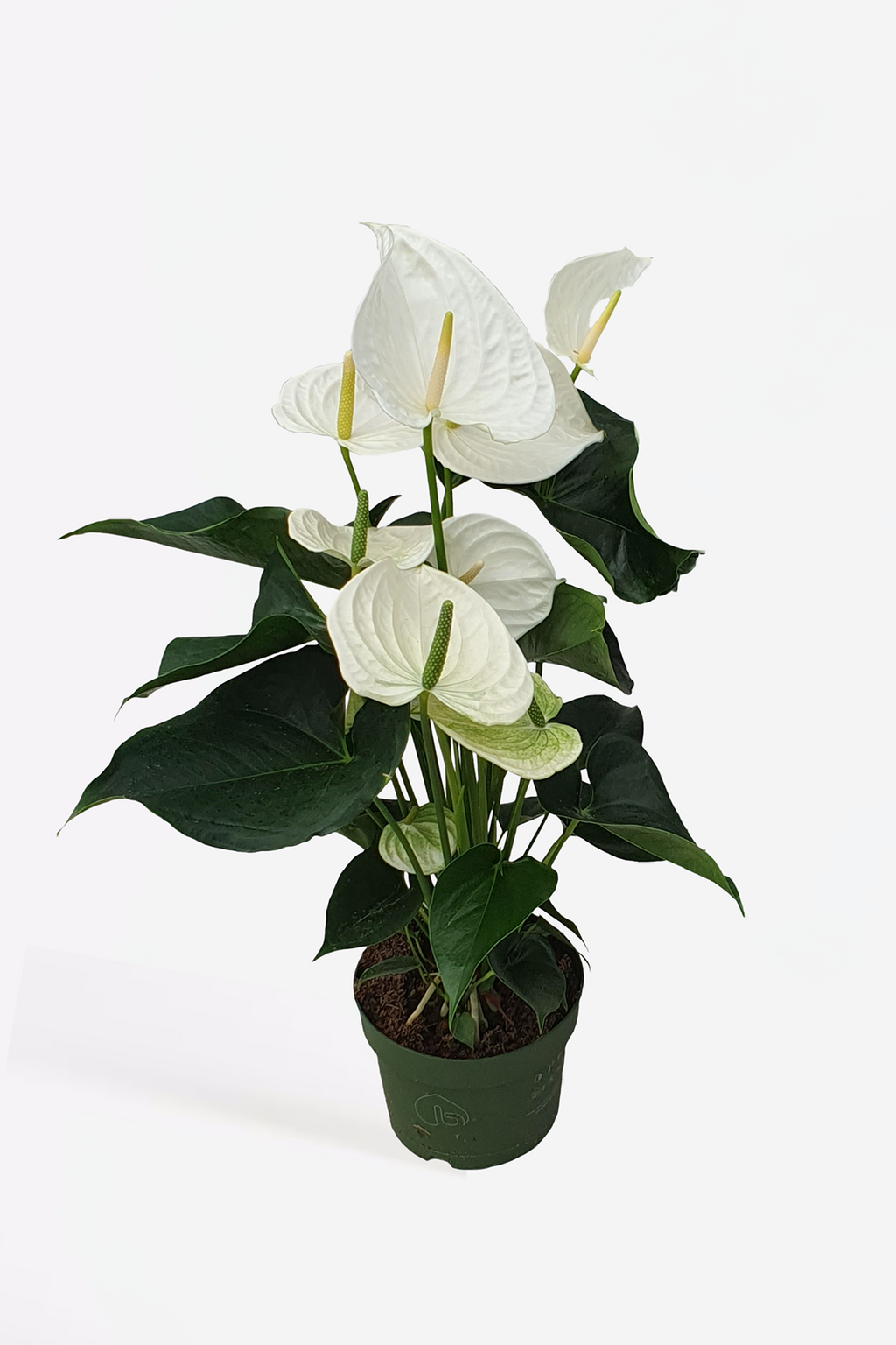 Anthurium ‘Alaska White’ – Plante D’Intérieur