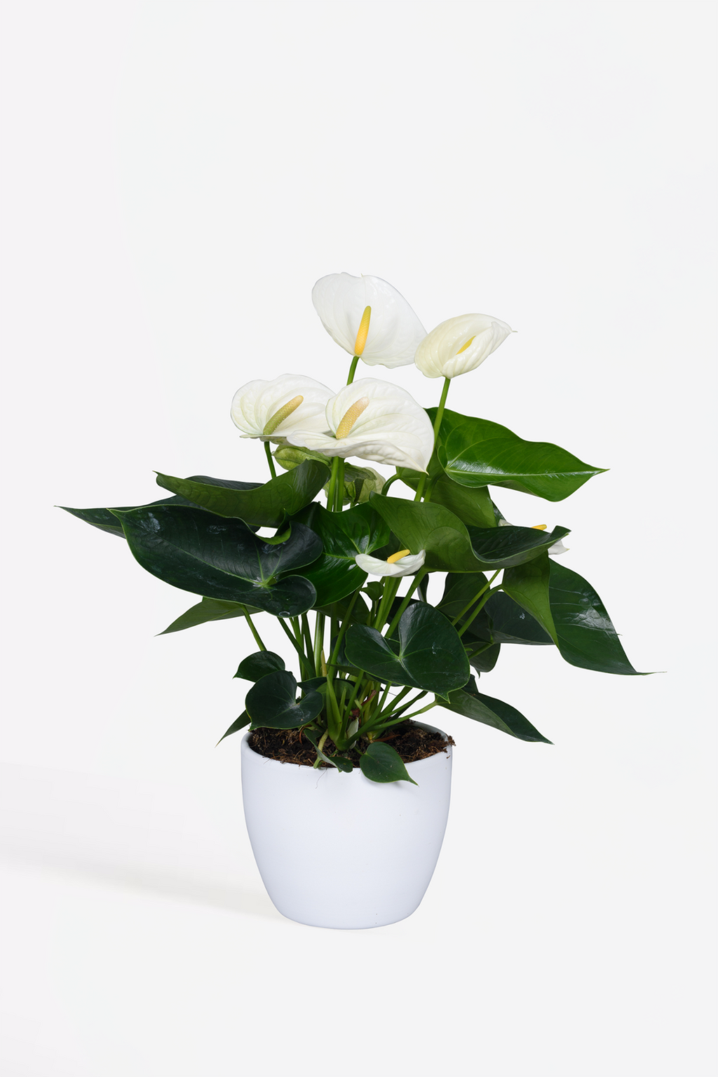Anthurium ‘Alaska White’ – Plante D’Intérieur